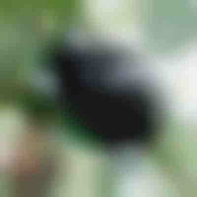 Propagační box pro zdravé kořeny (5 kusů) | ROOTY